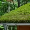 Moss infestation on roof